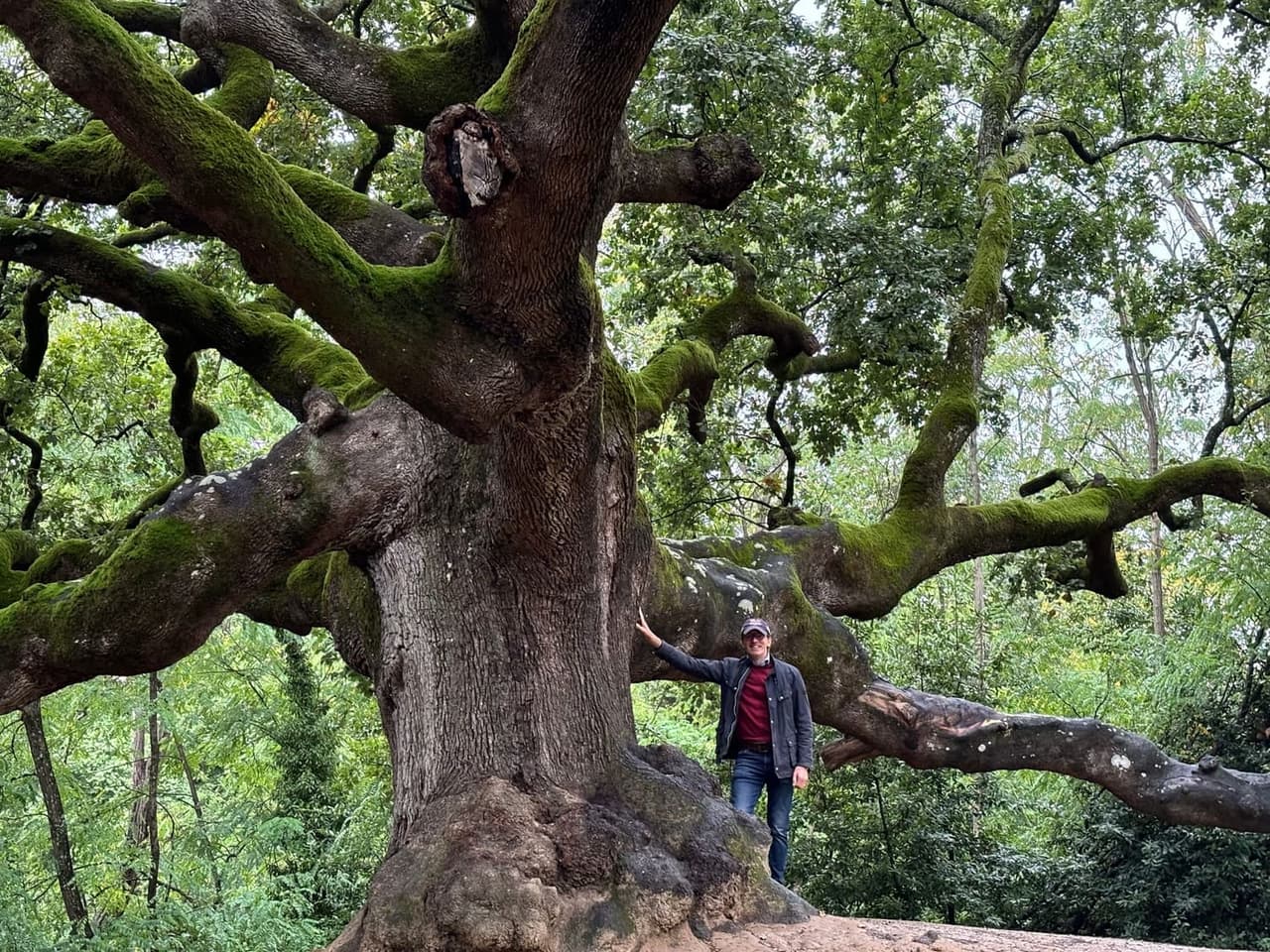 800-year-old oak tree — a living testament to forests that thrive over centuries