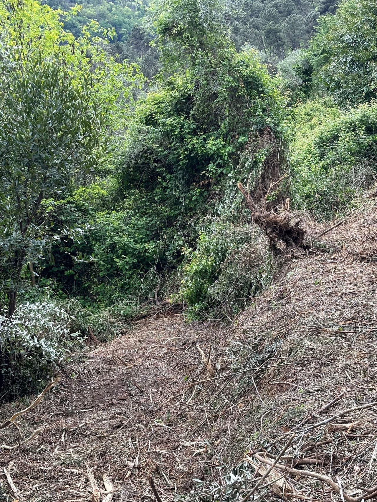 Degraded terrain overrun by invasive vegetation, identified for restoration