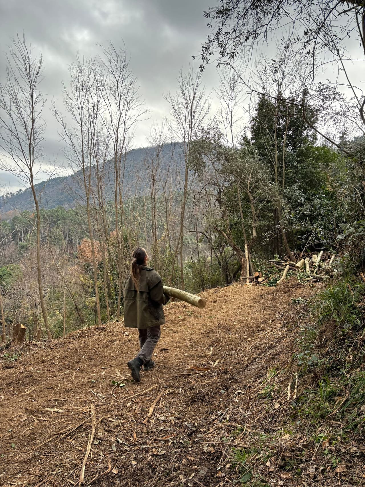 Clearing invasive vegetation with forestry equipment