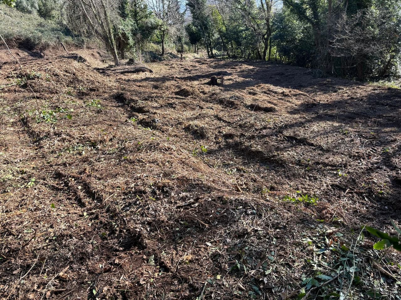 Cleared terrain ready for native tree planting