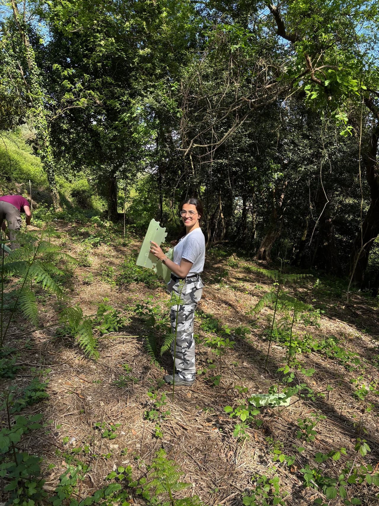 Forest steward monitoring tree health in restored woodland