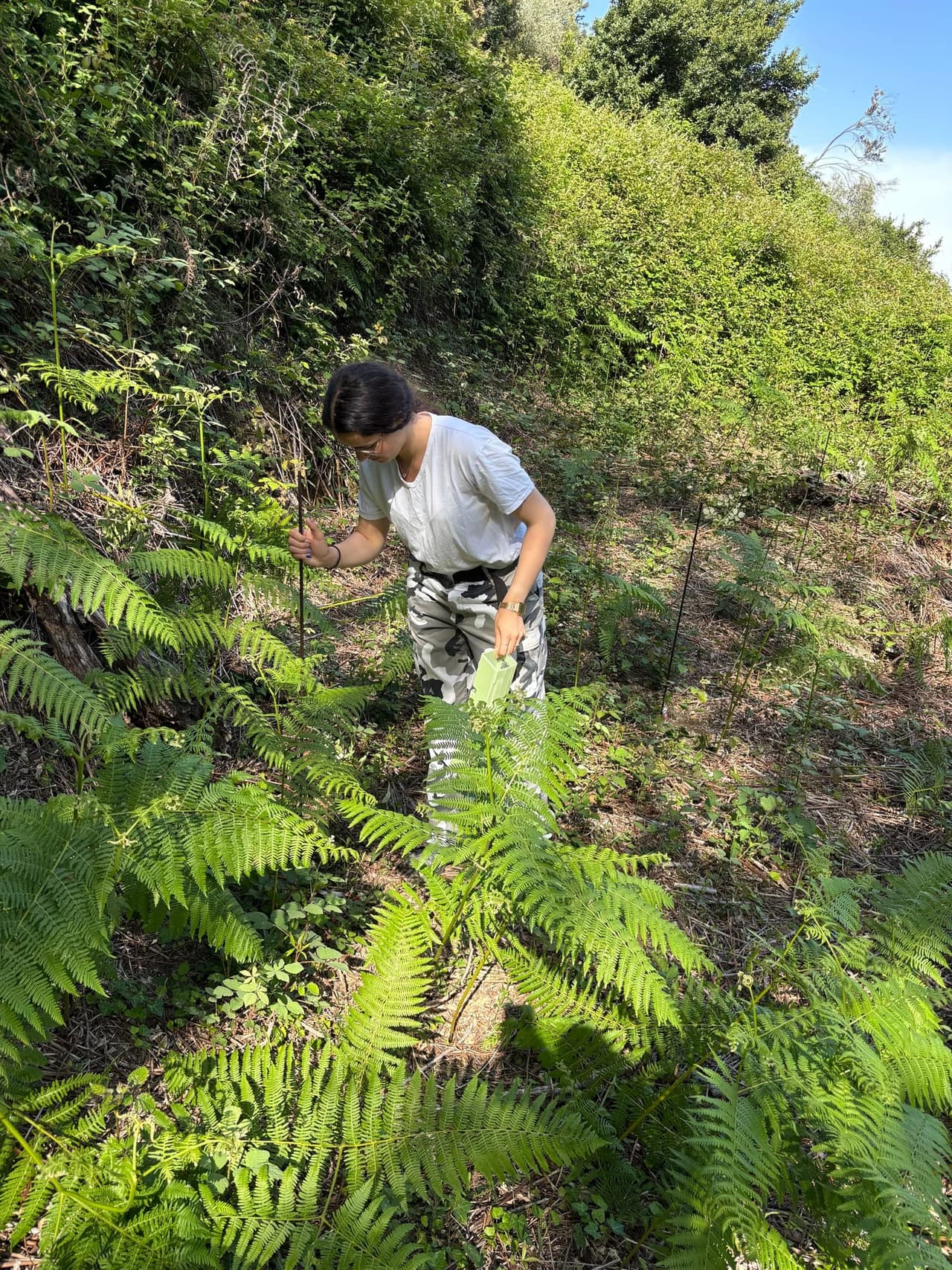 Young native trees planted by Forest4Future with protective tubes