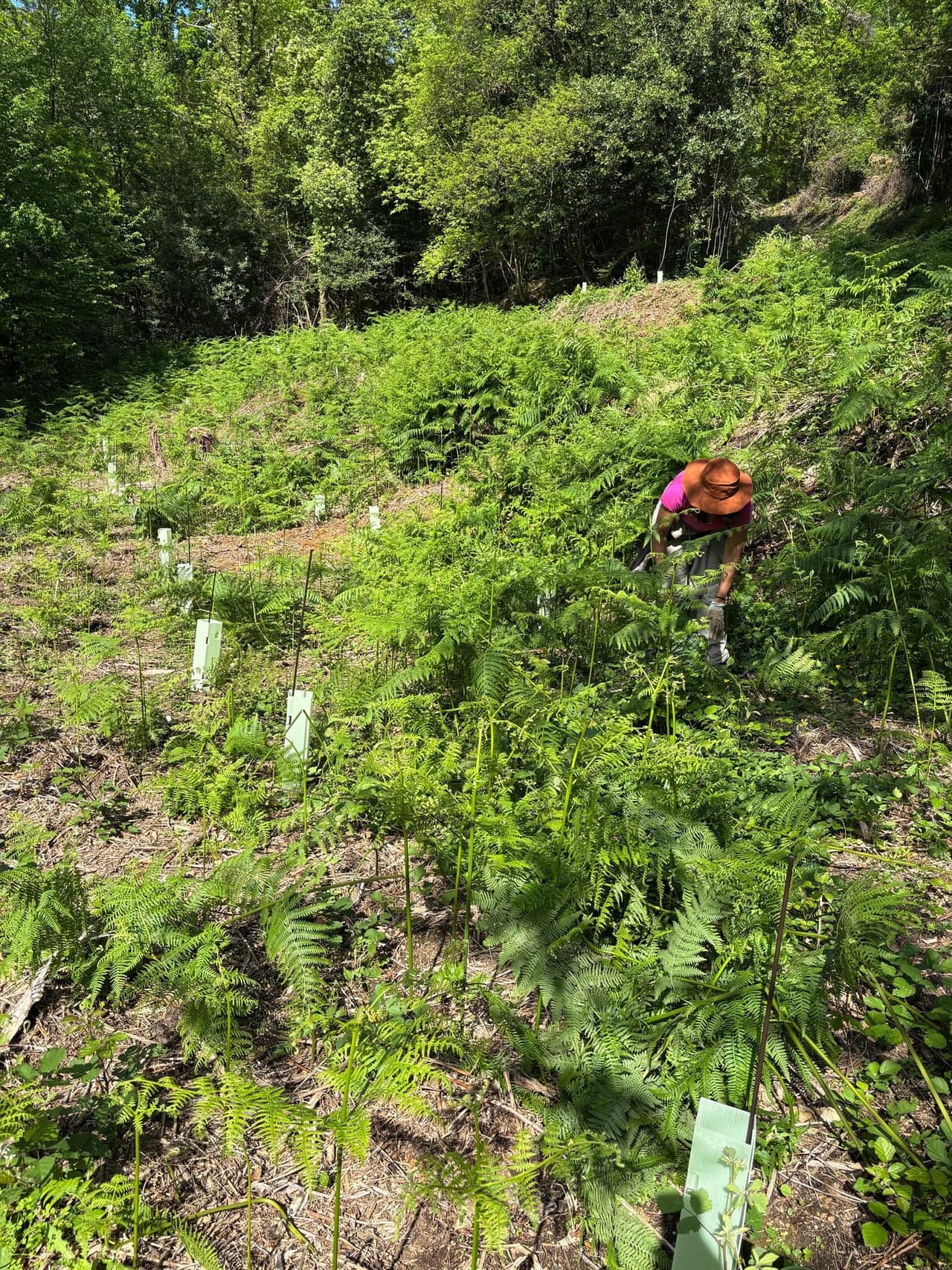 Hands-on maintenance — team member tending to young native trees