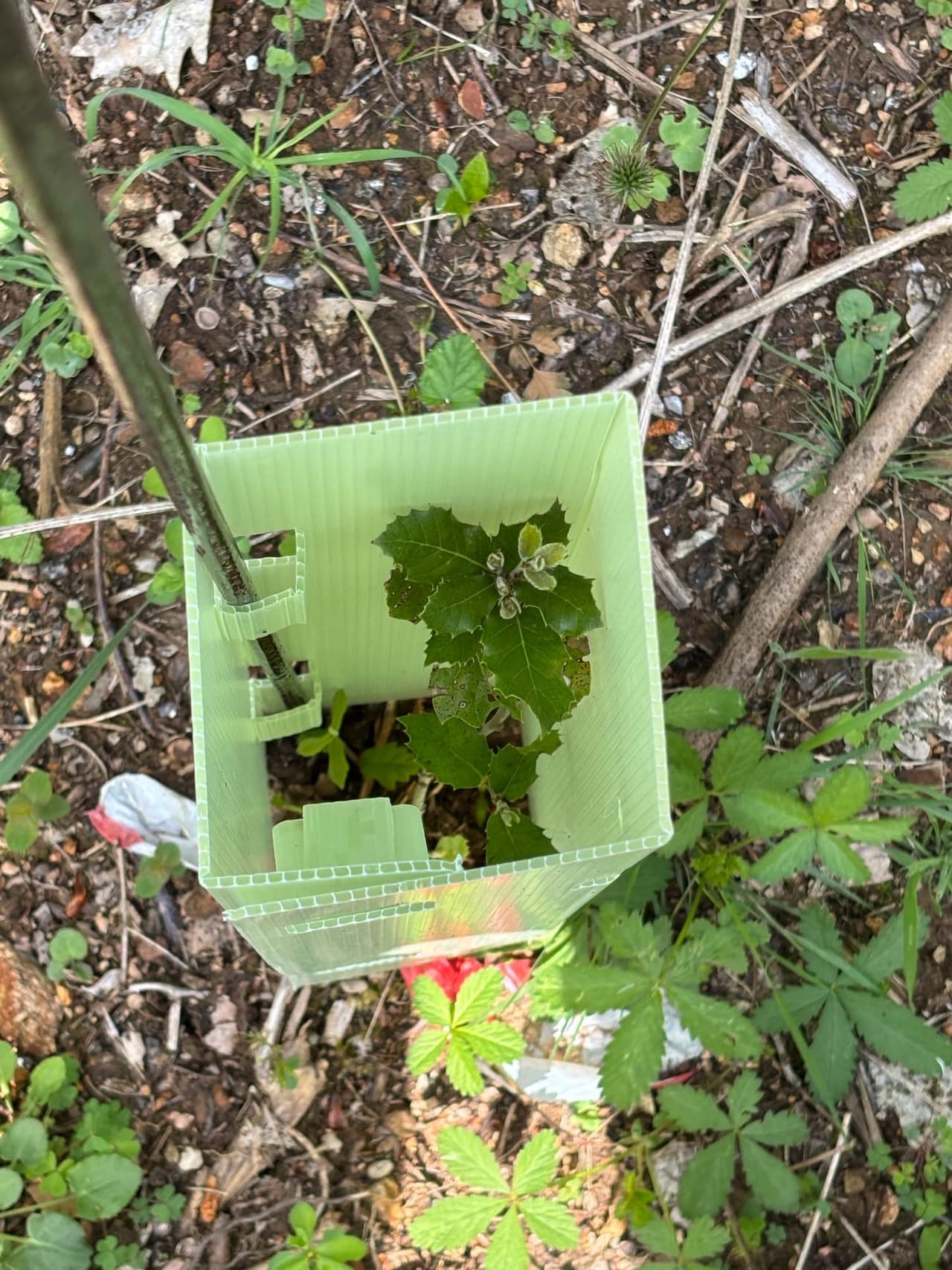 Young seedling in protective enclosure receiving ongoing care