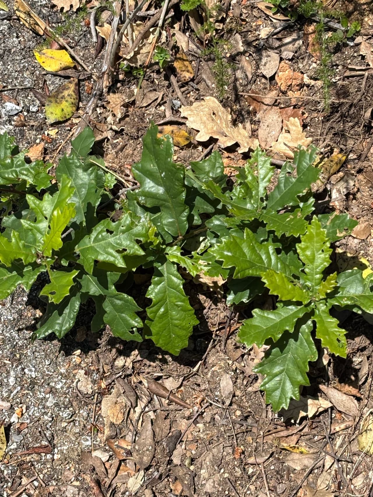 Young trees forming a growing canopy in a restored forest area