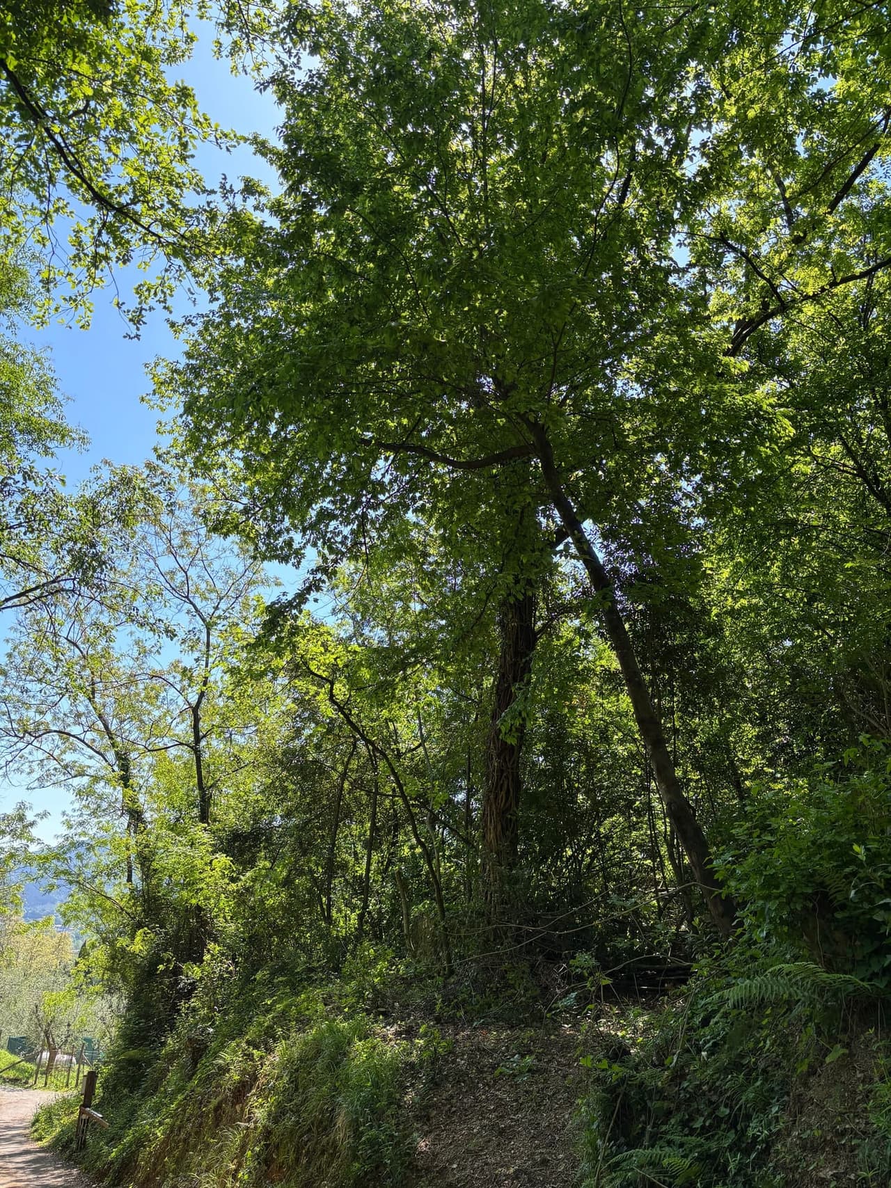 Mature native forest under long-term stewardship by Forest4Future