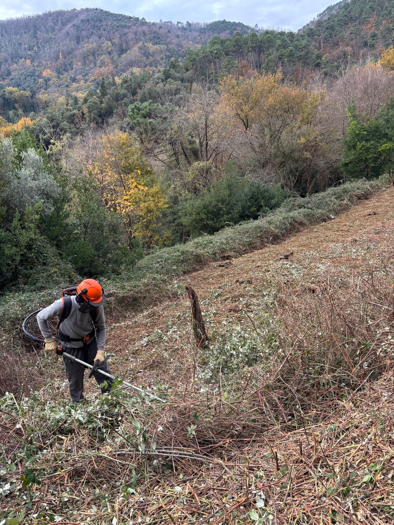 Manual clearing work on the reforestation site