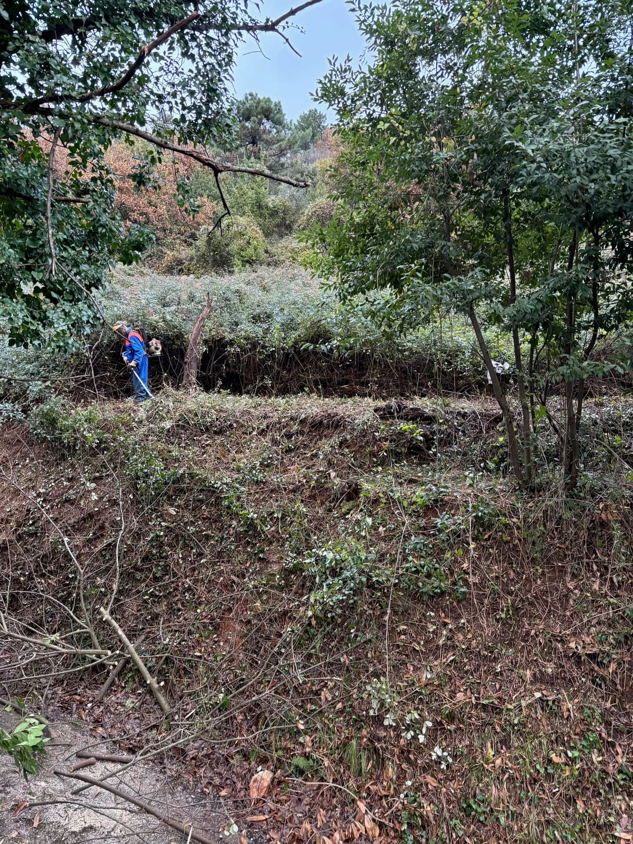 Clearing invasive vegetation to restore native forest