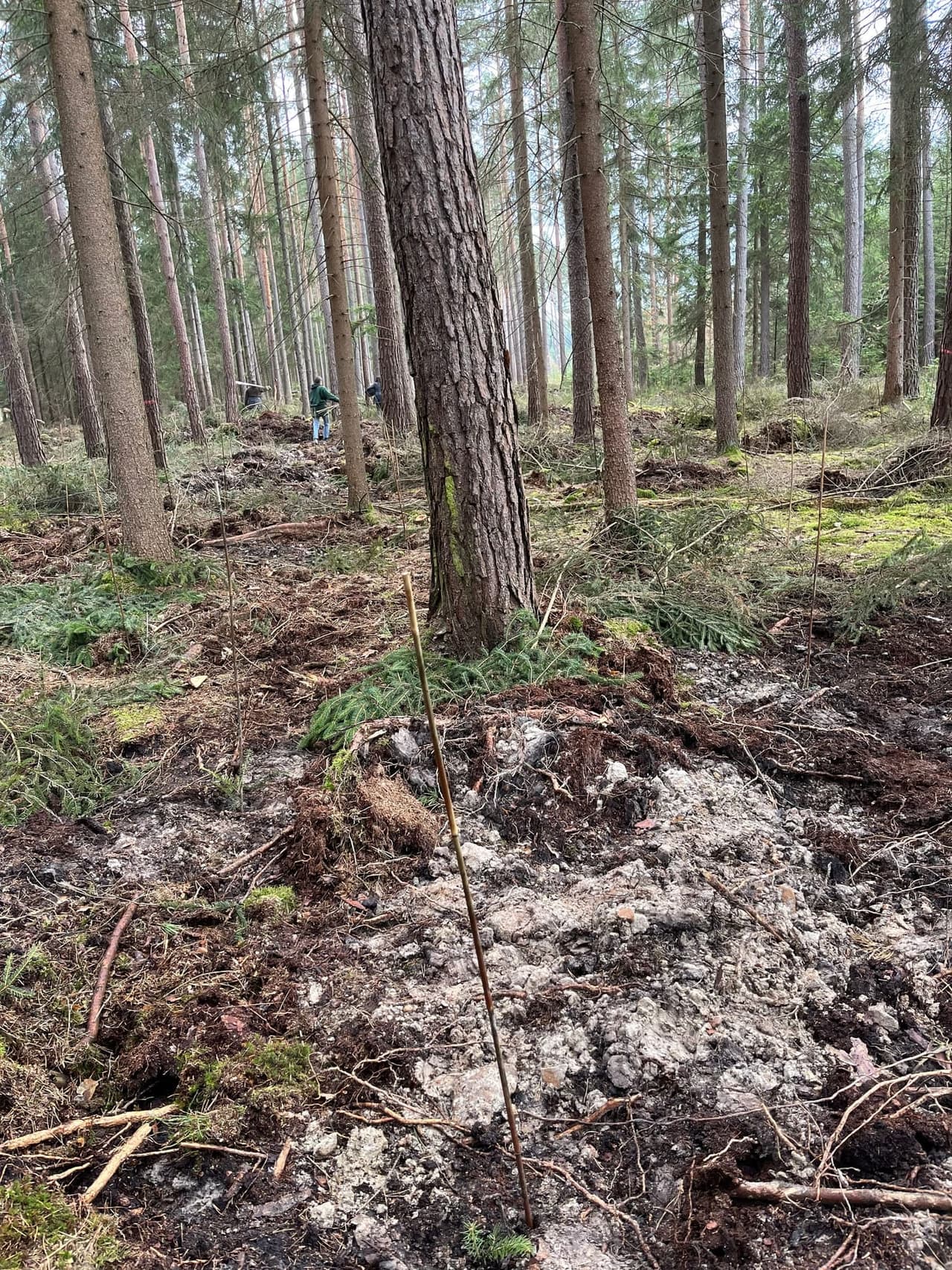 Mature native forest landscape under long-term protection