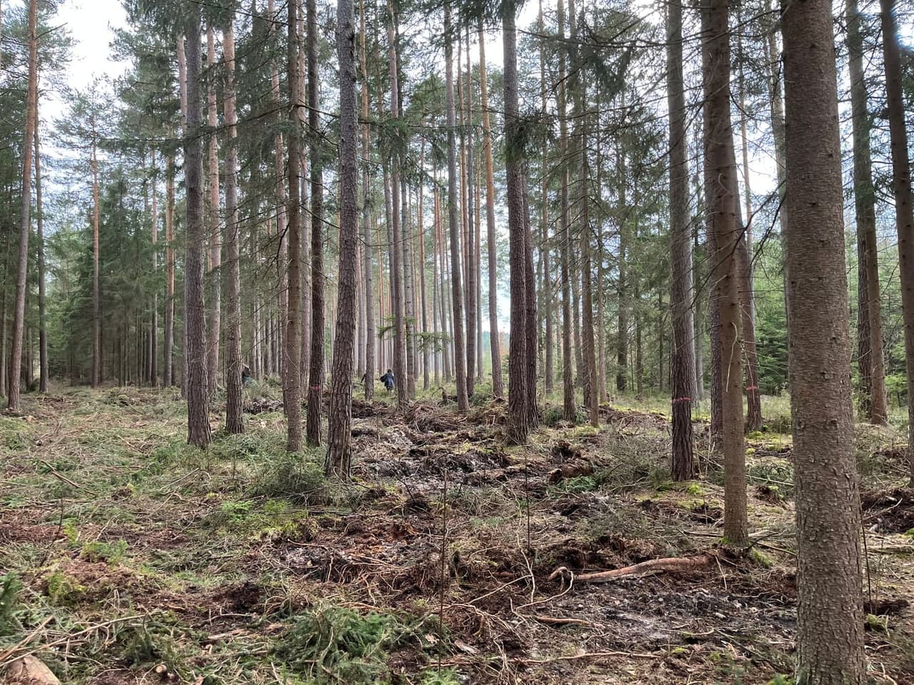 Mature native forest — a place protected forever from exploitation