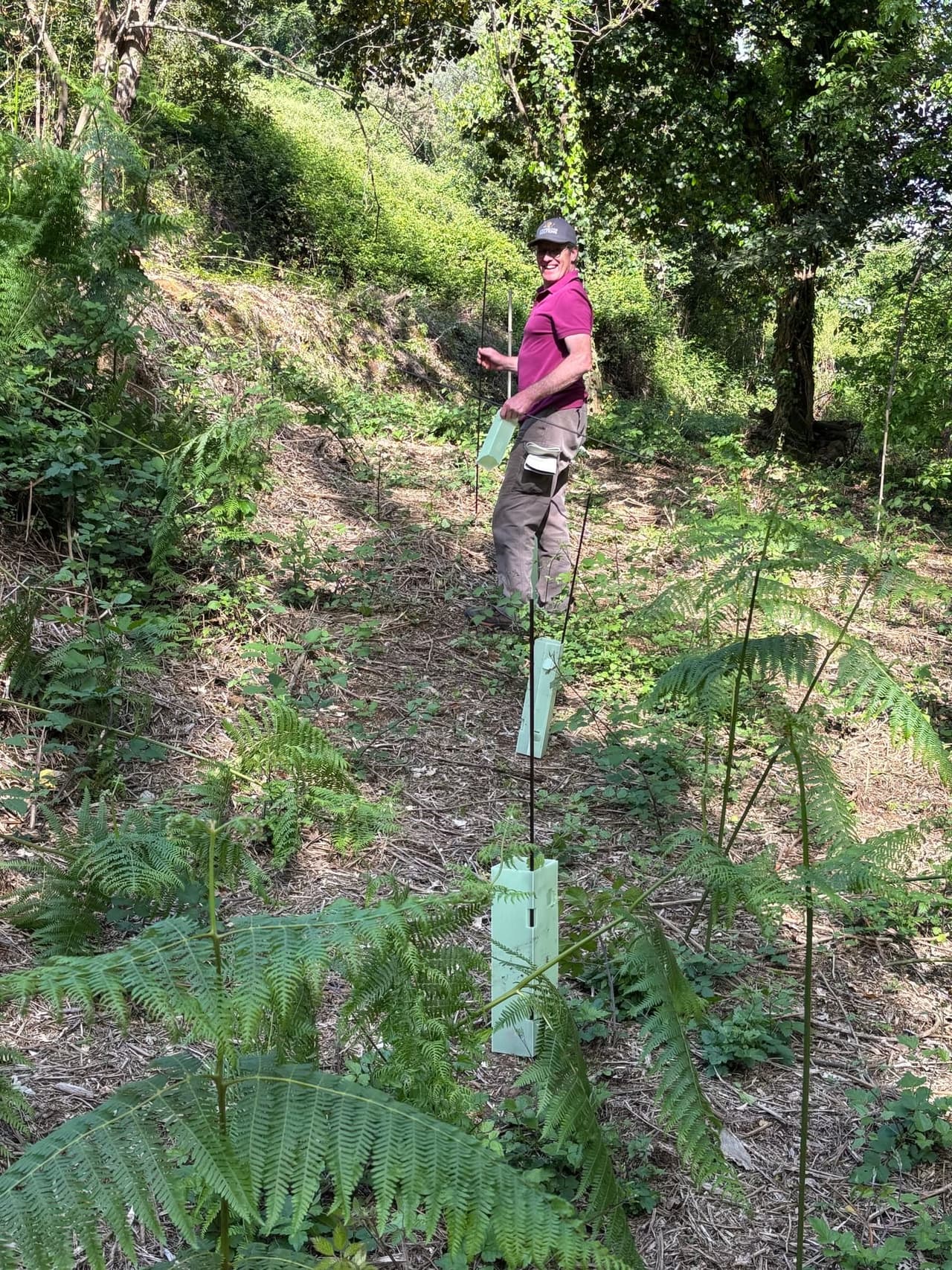 Forest care and monitoring work in progress