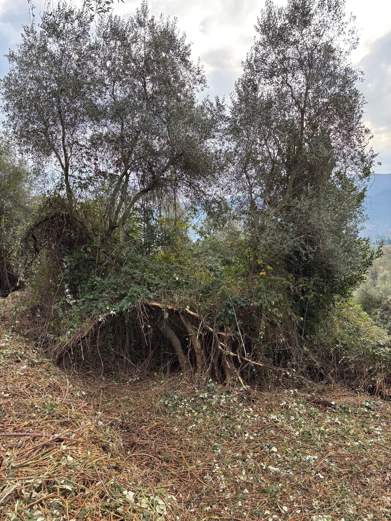 Volunteer team gathered on a restored reforestation site