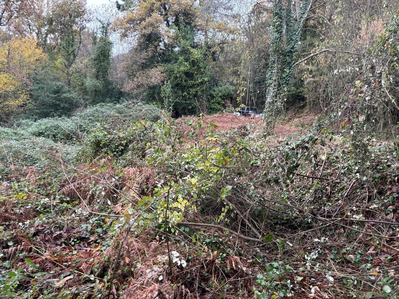 Surveying candidate terrain for reforestation suitability