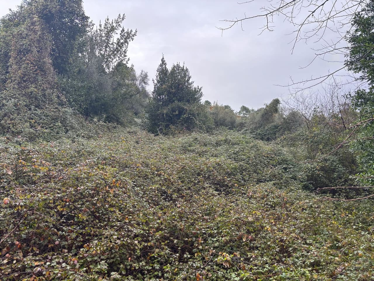 Assessing soil and vegetation on potential restoration site