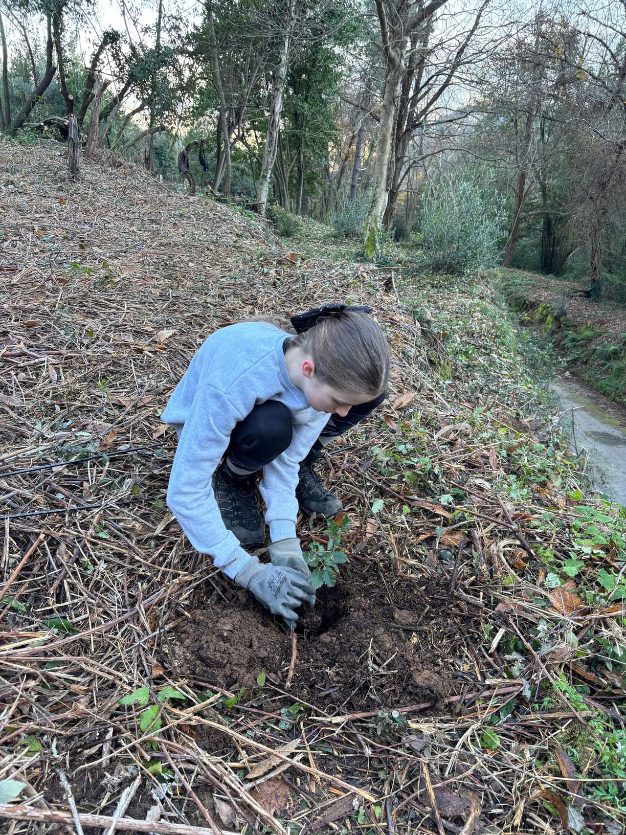 Young student planting a native tree seedling during education program