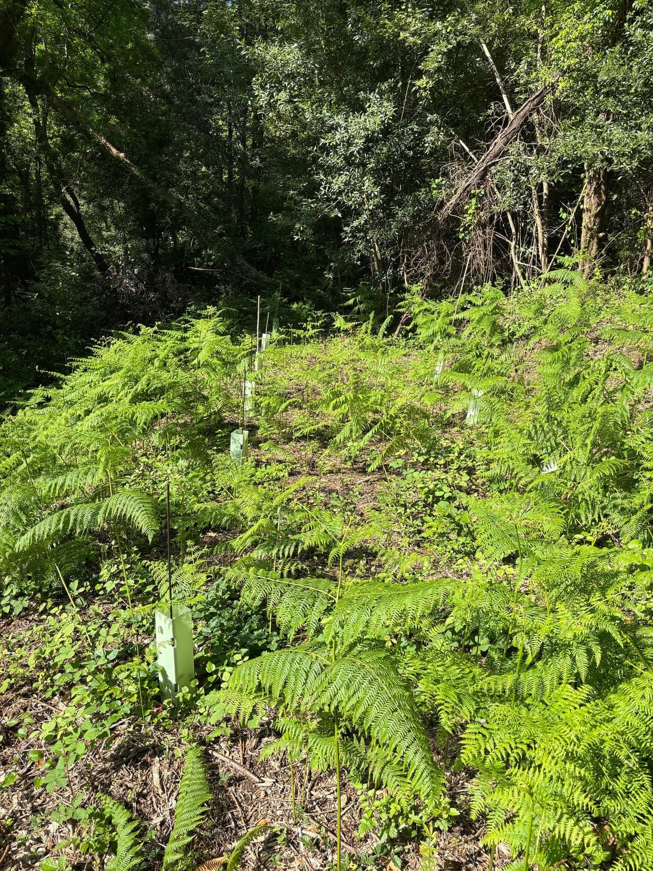 Forest4Future team maintaining and caring for the restored site