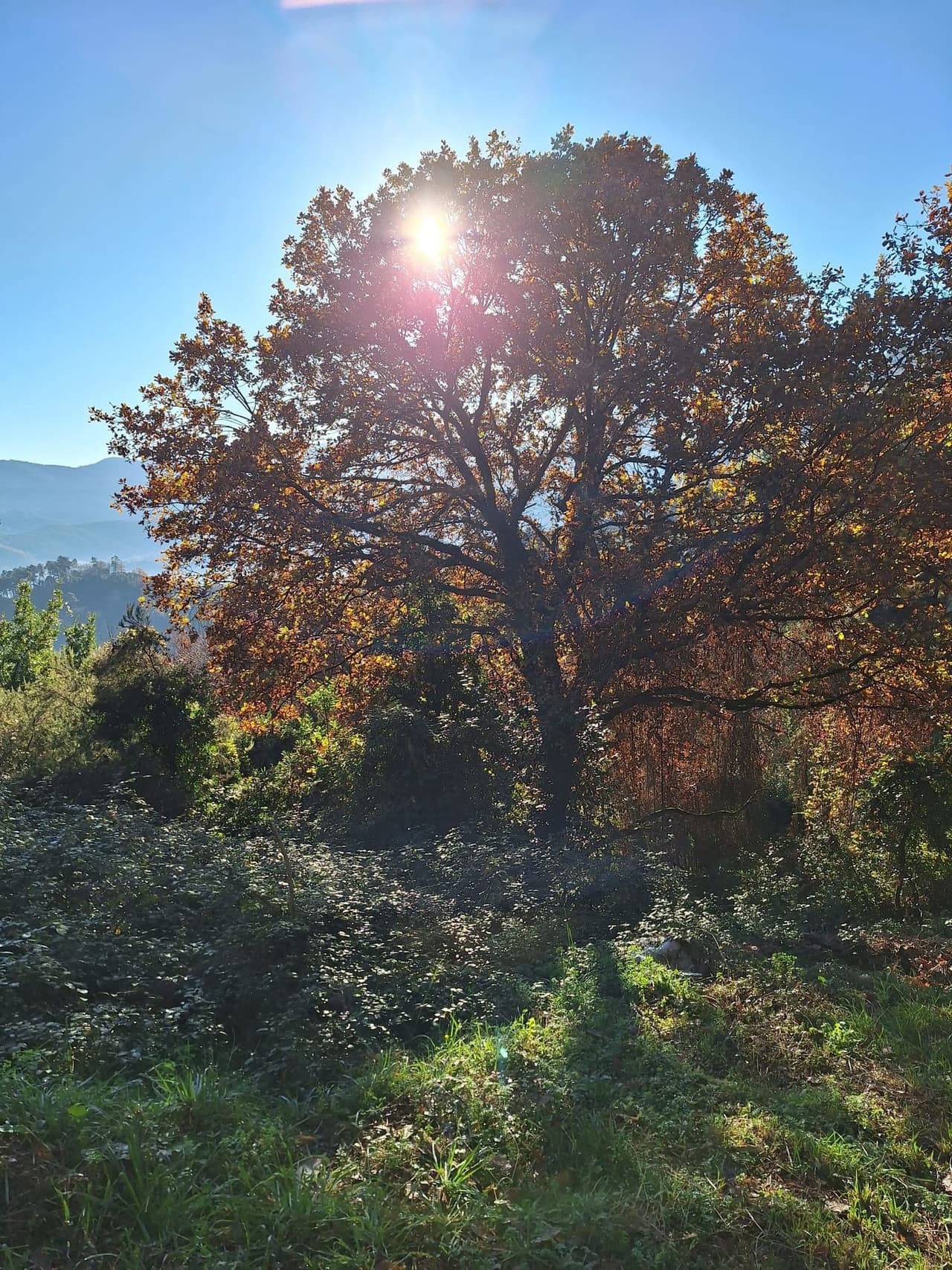 Century-old oak tree — testament to long-term forest protection