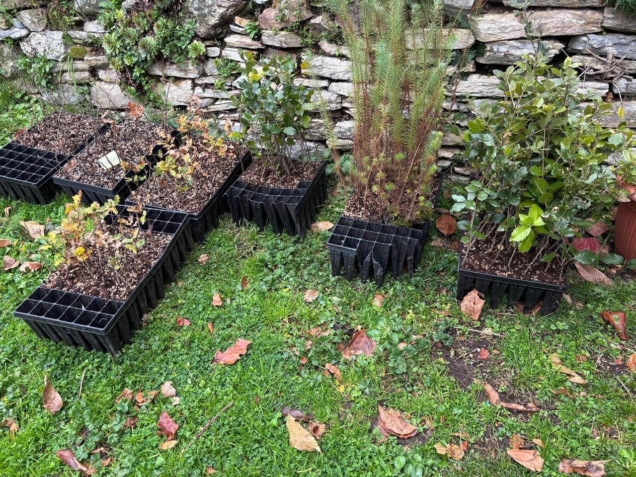 Planting native oak saplings with protective tubes