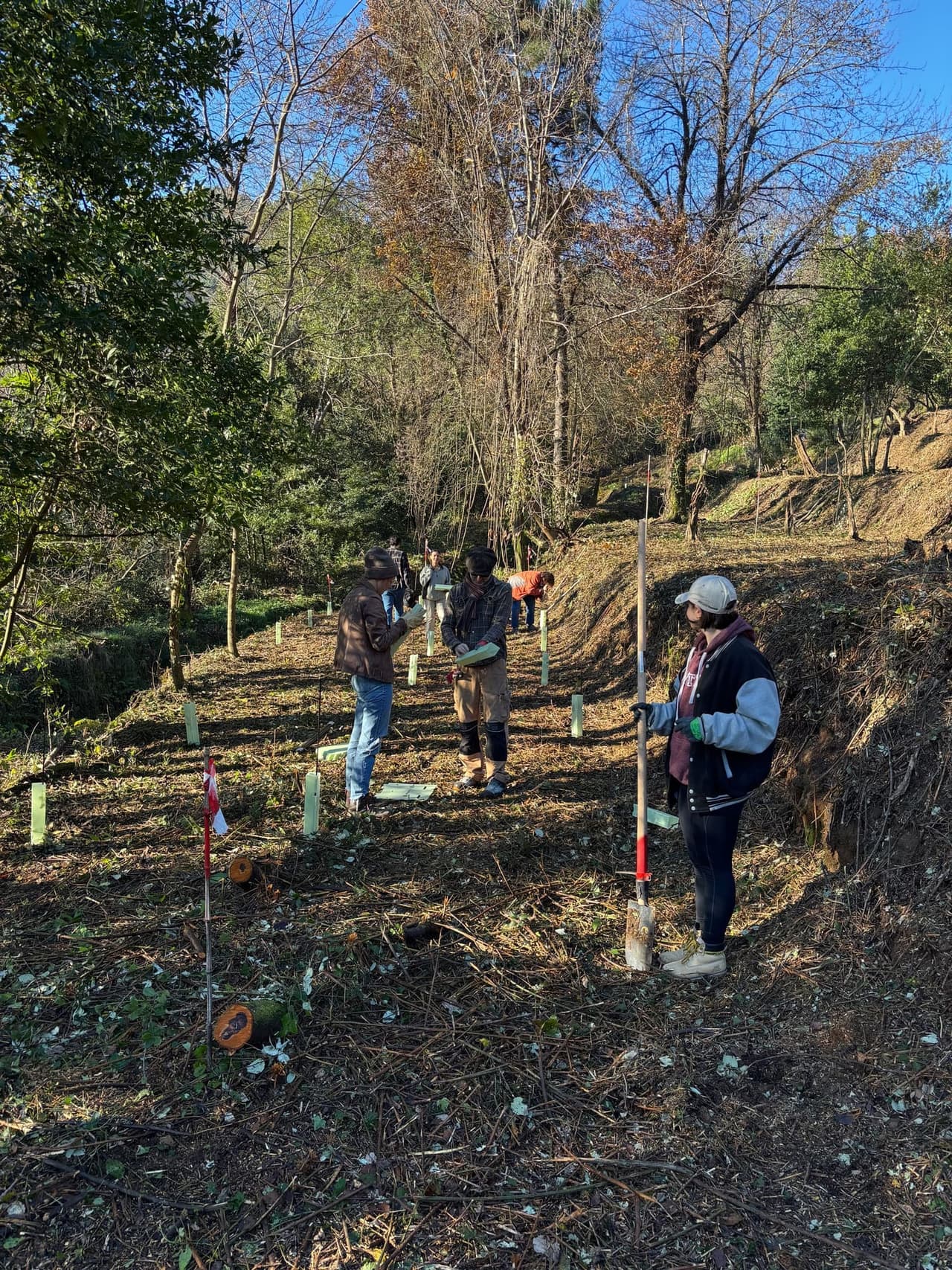 Group of volunteers planting trees together in the forest