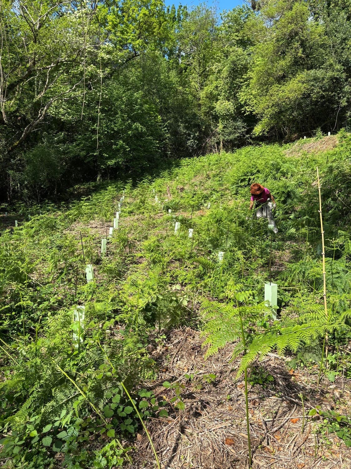 Team maintaining the reforestation site — partnership in action