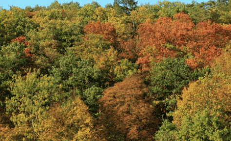 Mixed deciduous forest canopy in autumn colors — diverse native tree species