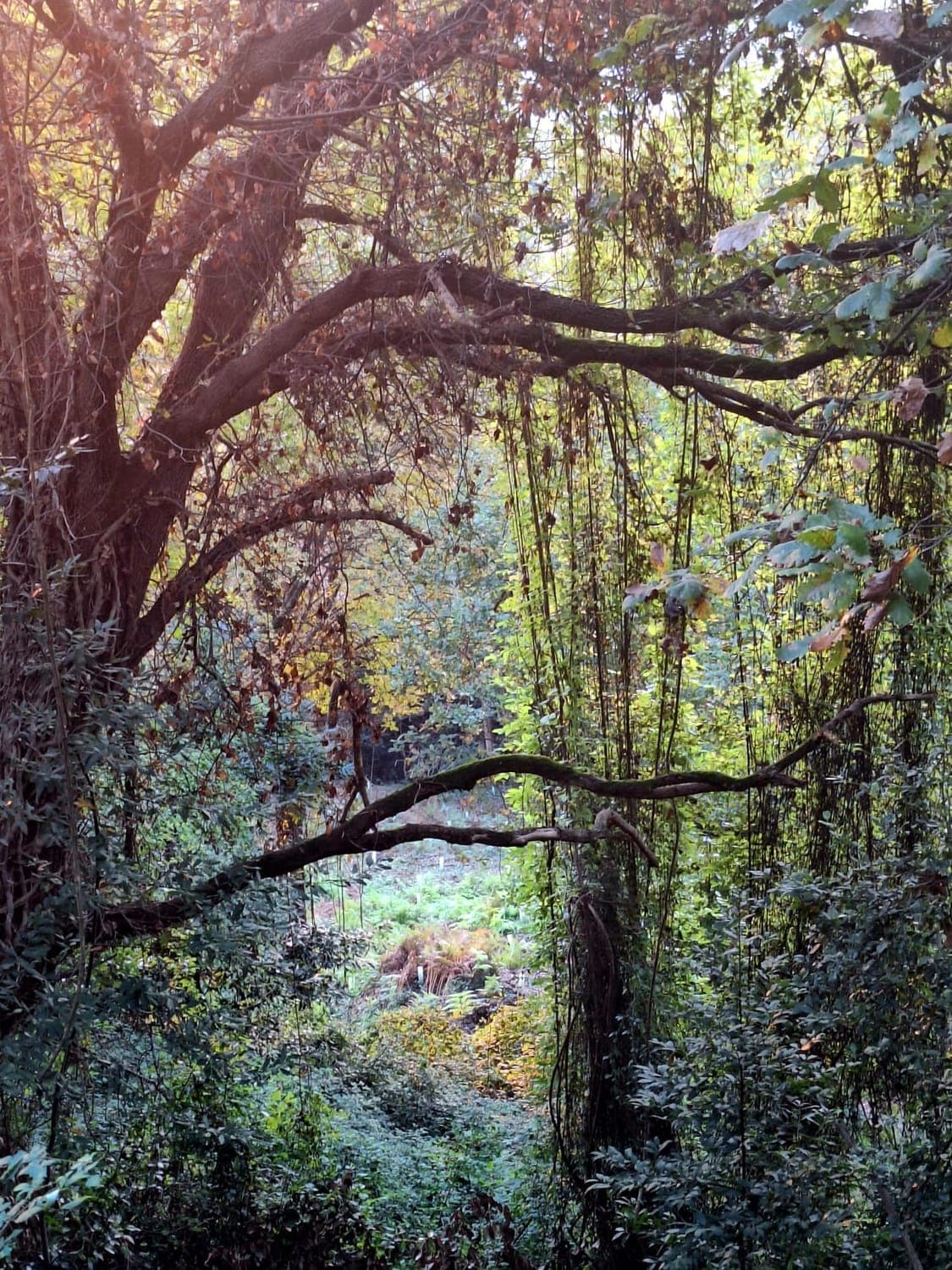 Ancient oak tree draped with vines in a native broadleaf forest