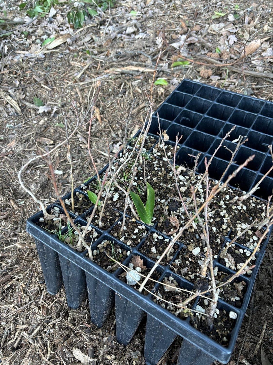Forest4Future team planting native trees