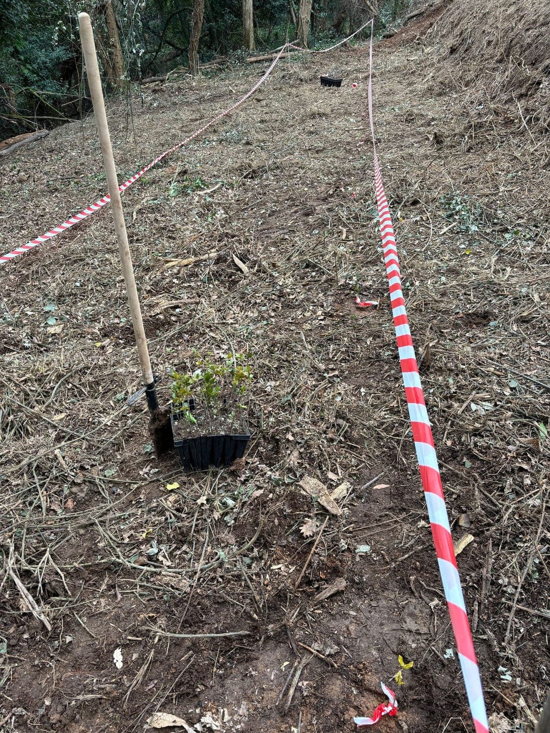 Native tree seedlings planted in restored landscape