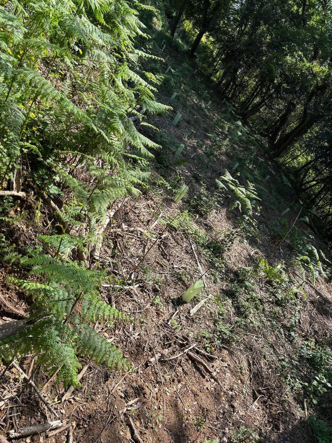 Untouched natural forest floor with ferns — ecosystem preserved