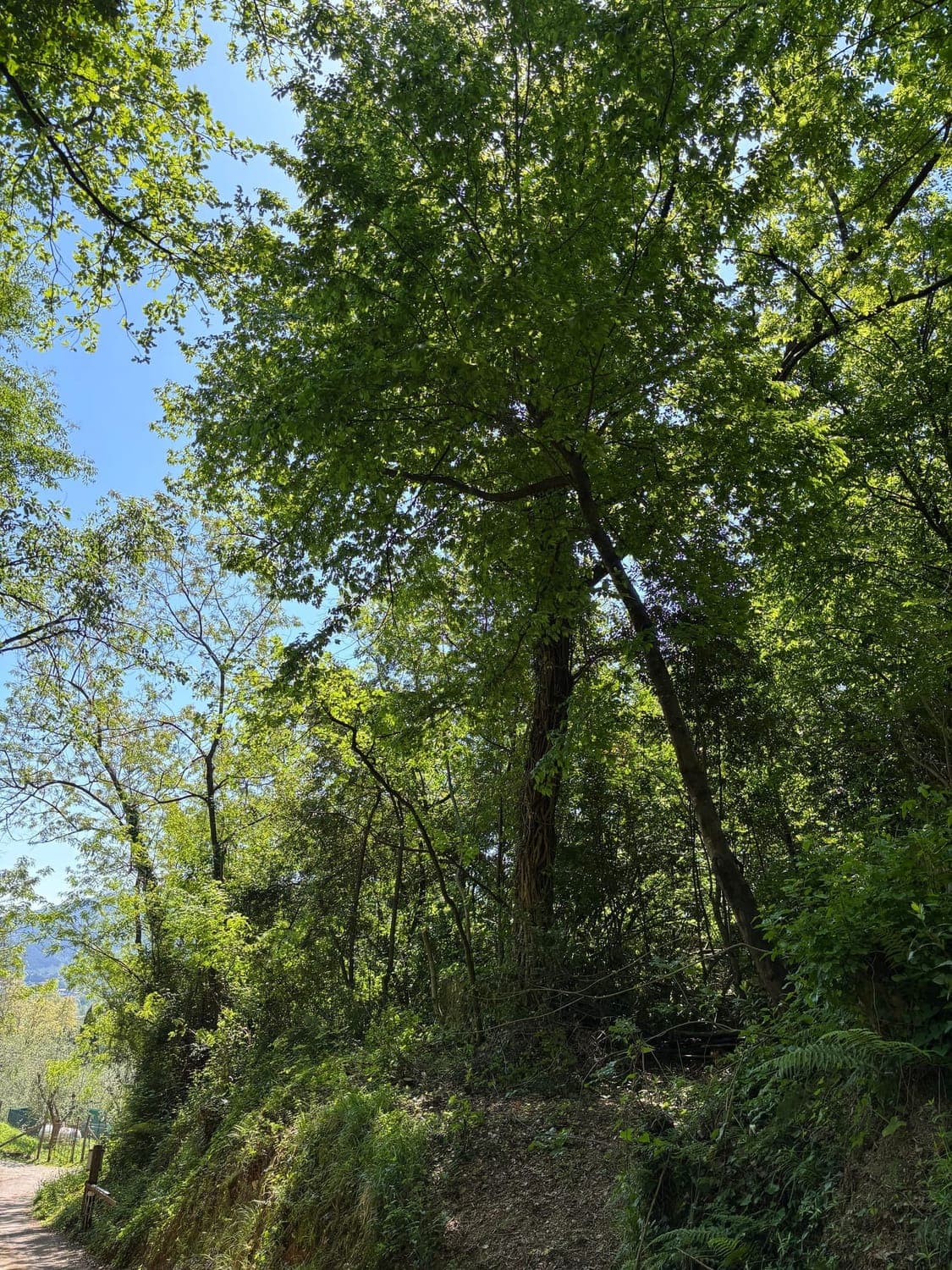 Lush native forest landscape for corporate tree sponsoring