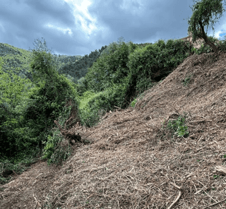 Forest landscape representing Forest4Future values