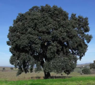 Cork Oak