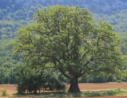 Downy Oak