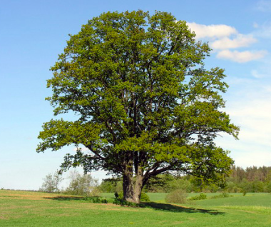English Oak
